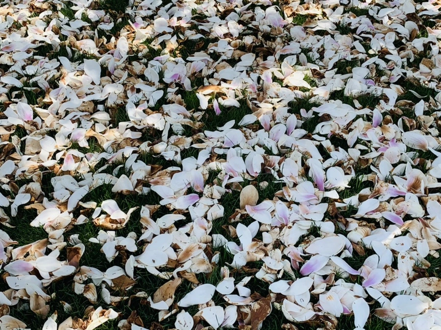 IMG_3937.jpg?type=w966