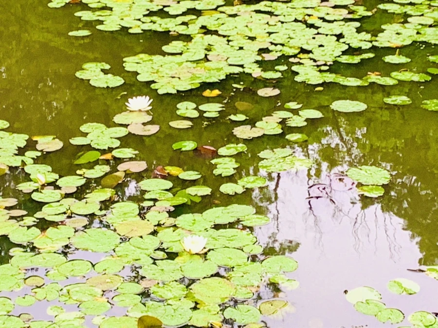 IMG_4596.jpg?type=w966