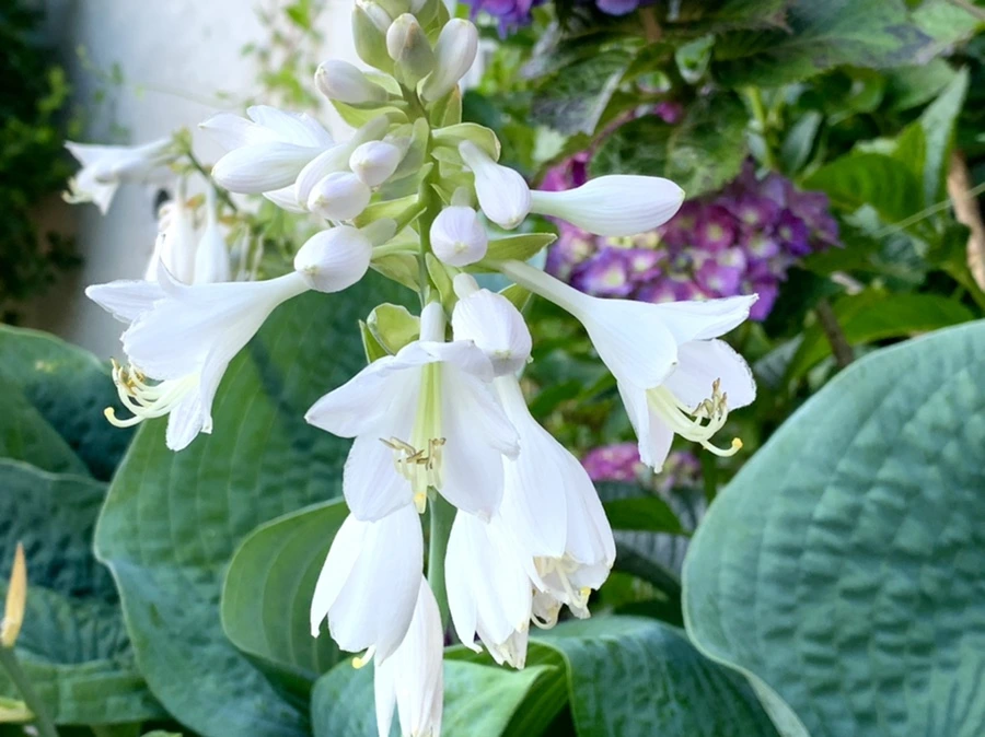 IMG_5312.jpg?type=w966