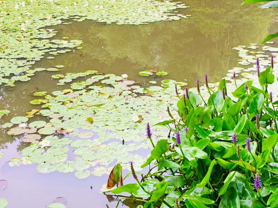 IMG_4626.jpg?type=w966