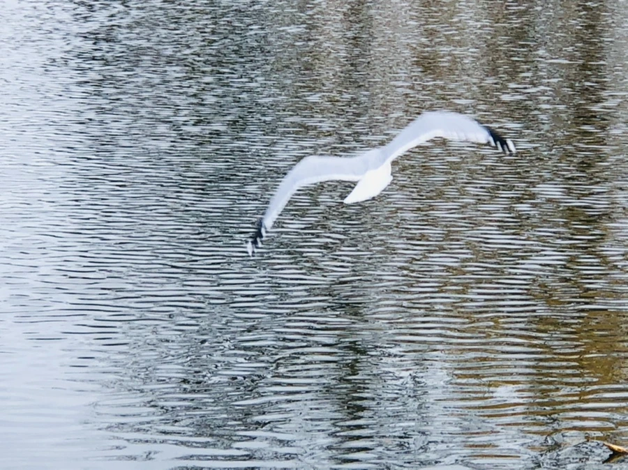 IMG_0007.jpg?type=w966