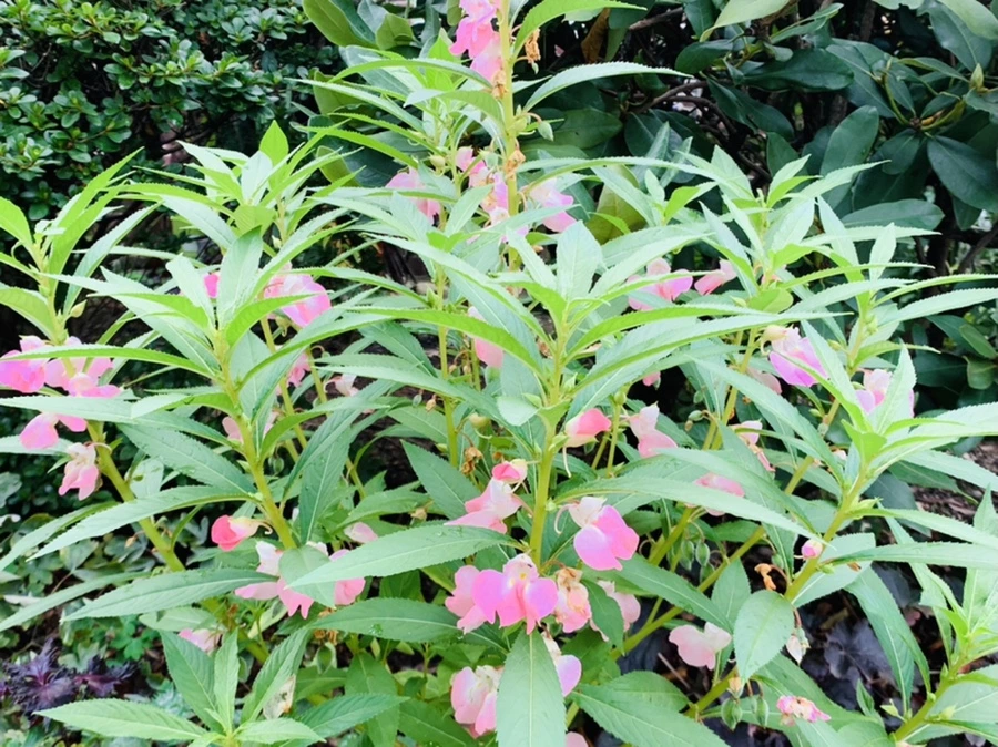 IMG_6889.jpg?type=w966