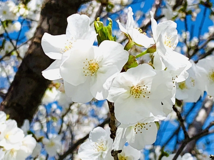 IMG_8410.jpg?type=w966