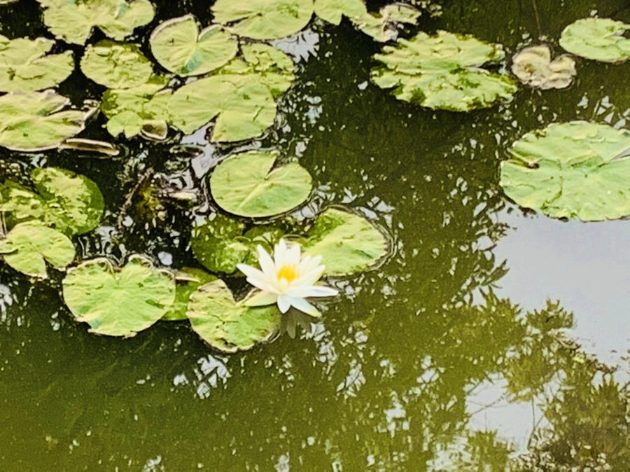 IMG_6413.jpg?type=w966