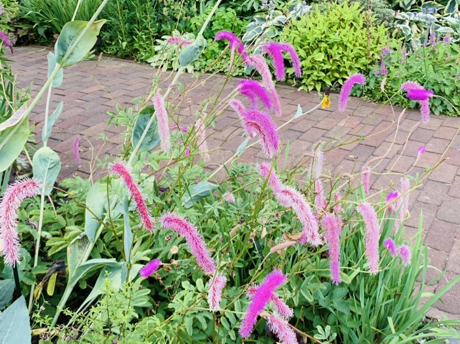 IMG_9507.jpg?type=w966