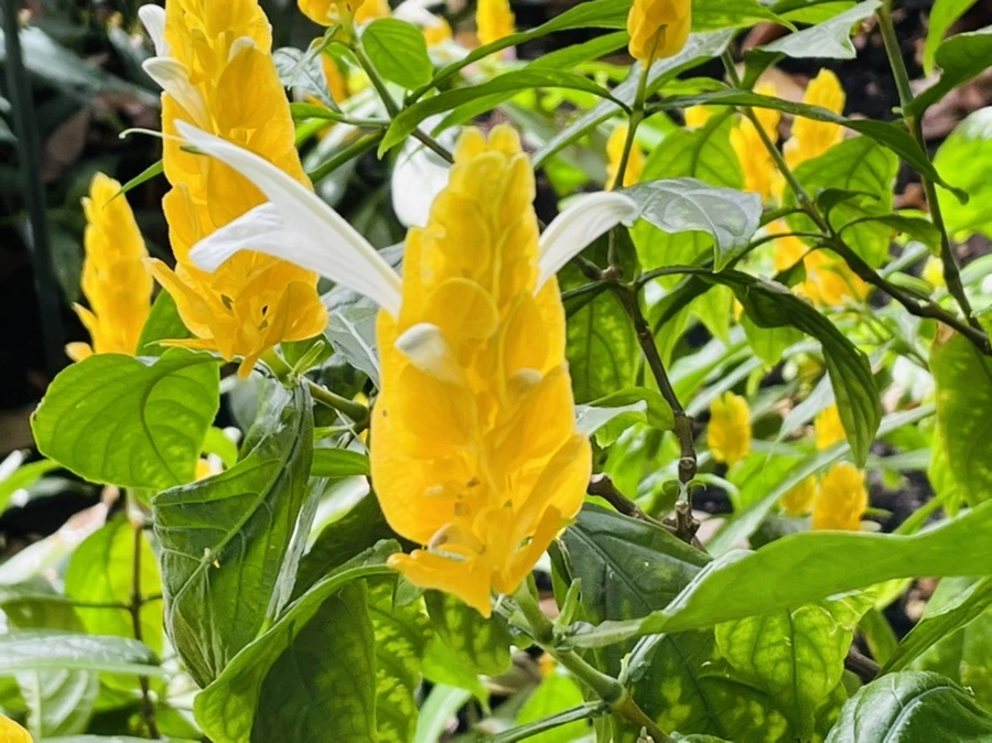 IMG_4220.jpg?type=w966