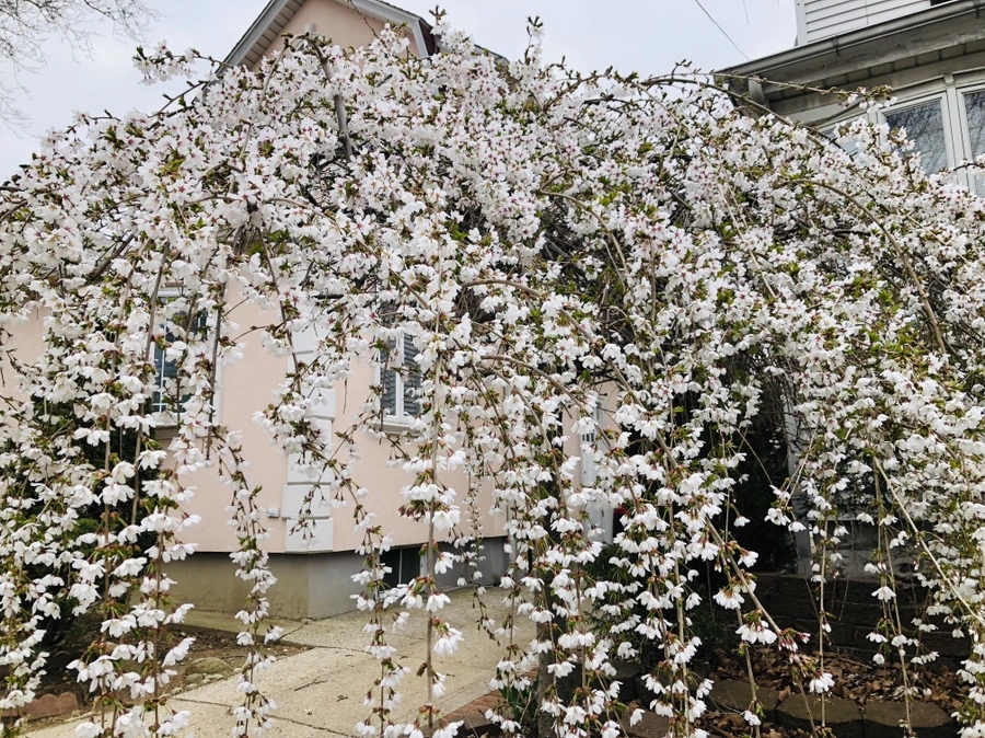 IMG_2753.jpg?type=w966