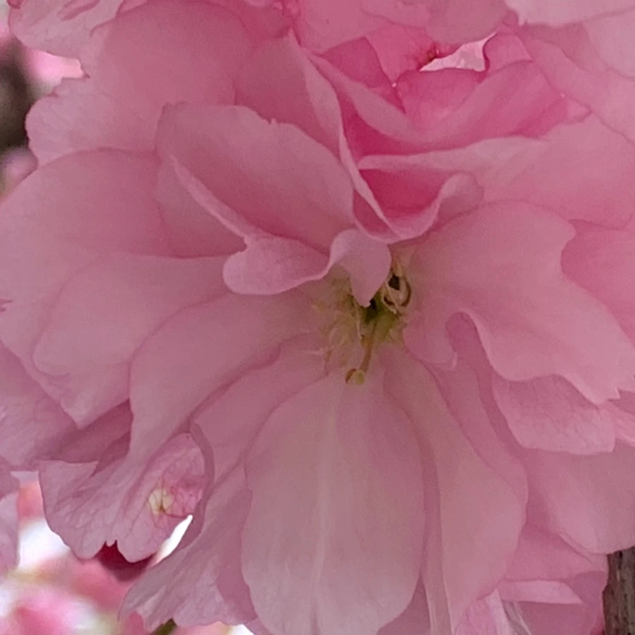 IMG_5493.jpg?type=w966