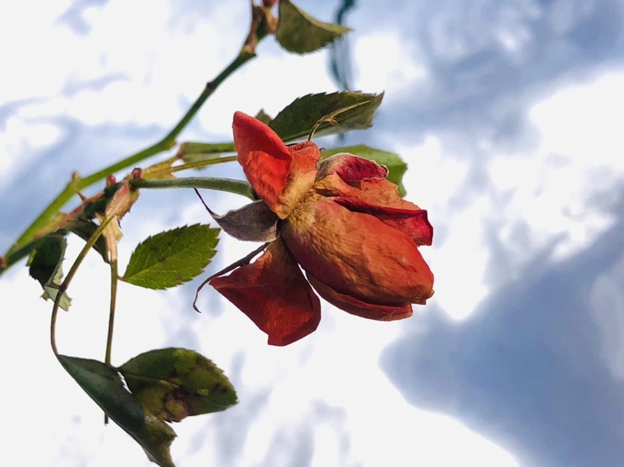 IMG_1376.jpg?type=w966