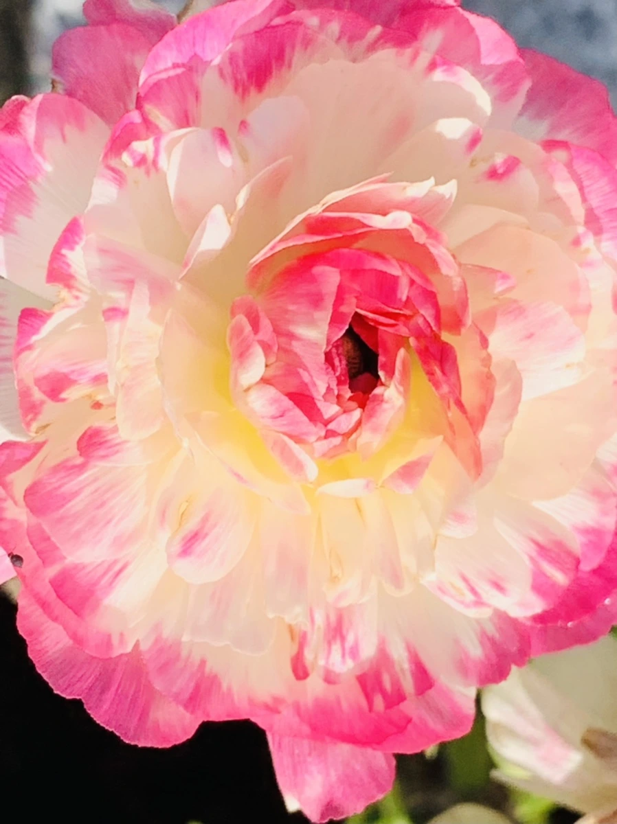 IMG_1064.jpg?type=w966