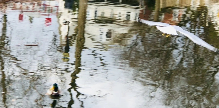 IMG_9967.jpg?type=w966