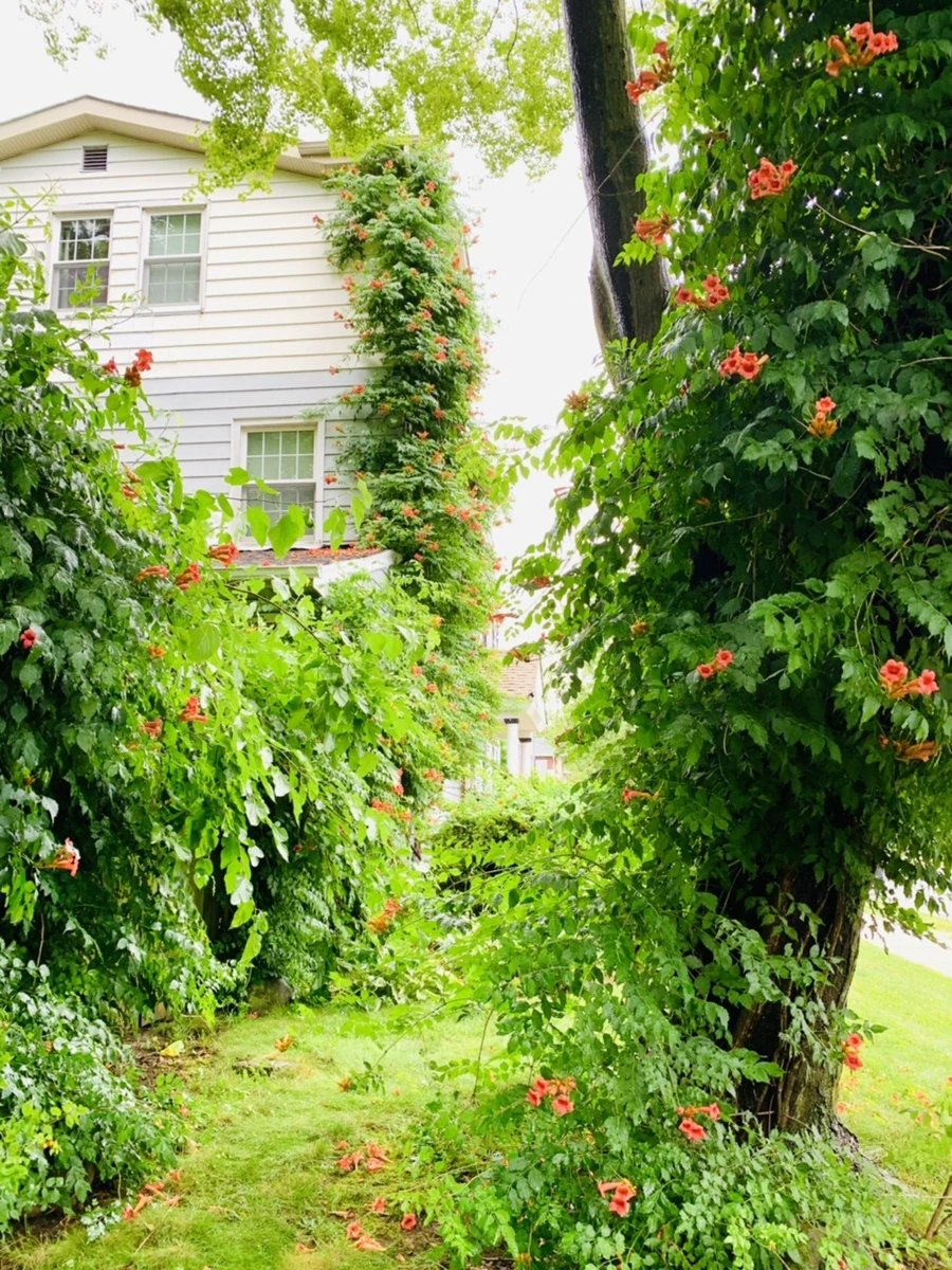 IMG_0028.jpg?type=w966