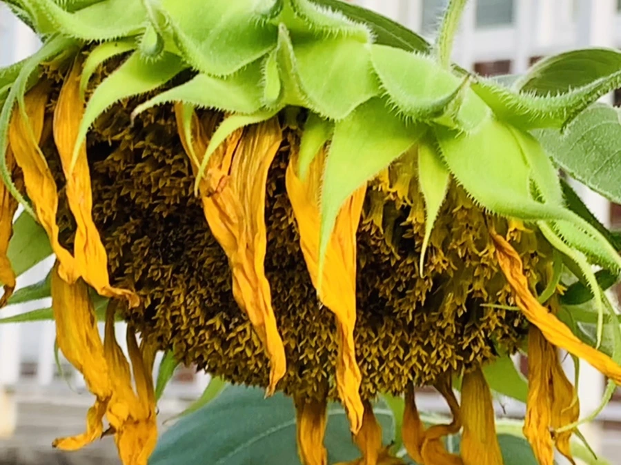 IMG_7014.jpg?type=w966