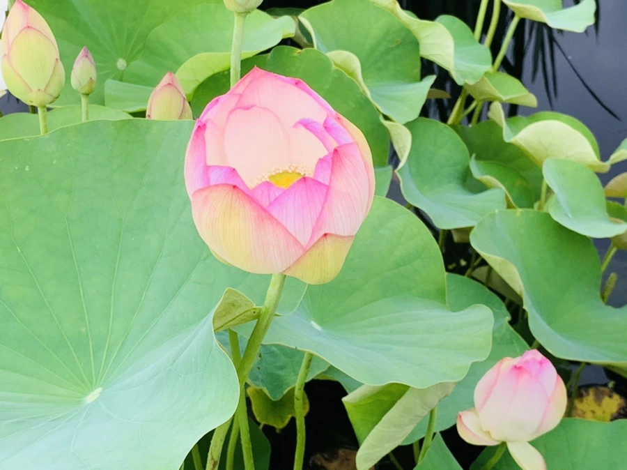 IMG_9340.jpg?type=w966