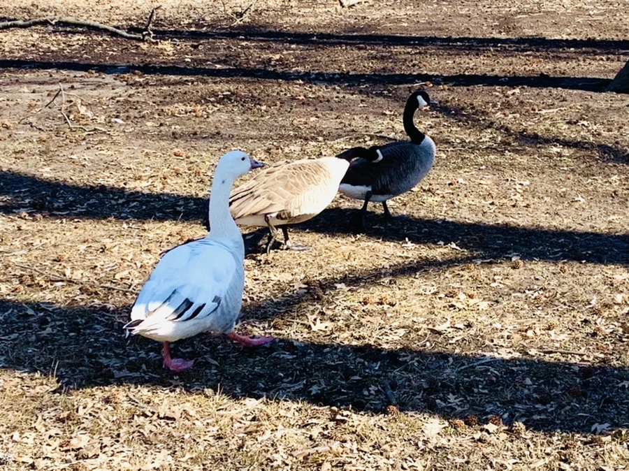 IMG_6936.jpg?type=w966