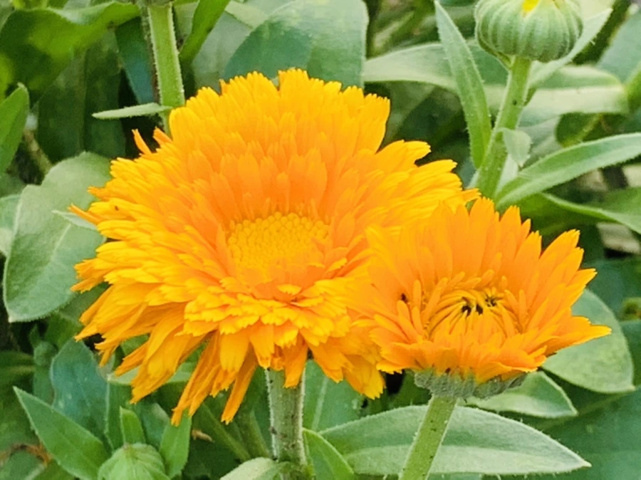 IMG_2950.jpg?type=w966