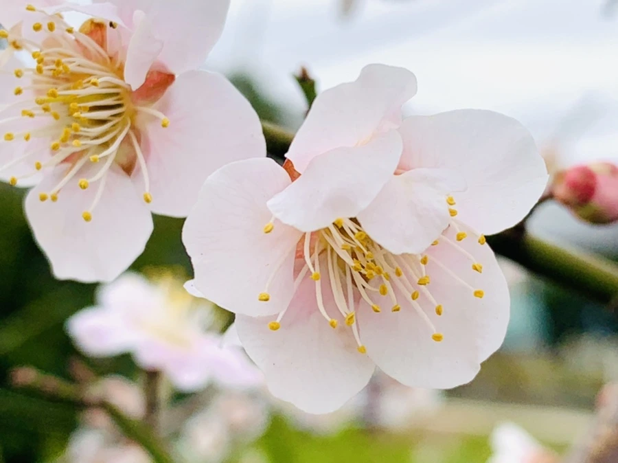 IMG_1679.jpg?type=w966