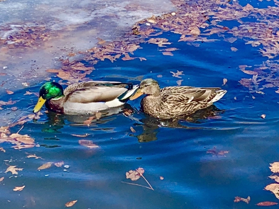 IMG_6808.jpg?type=w966