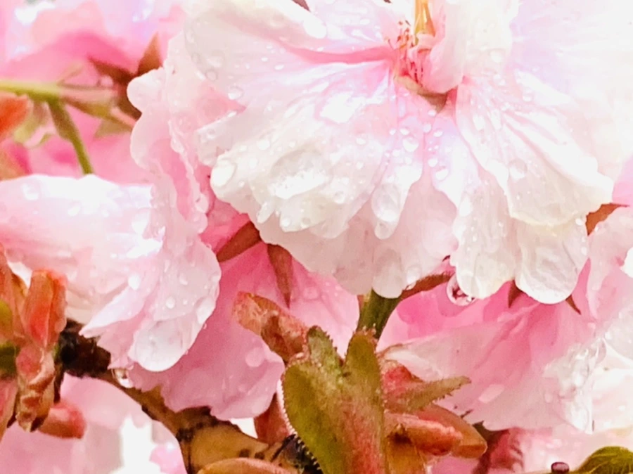 IMG_5272.jpg?type=w966