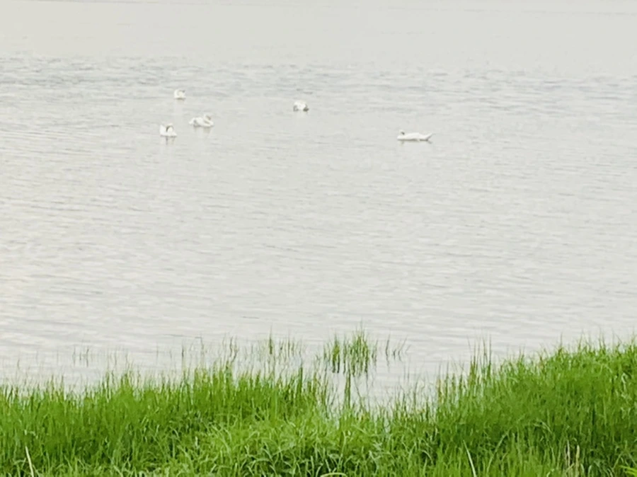 IMG_7096.jpg?type=w966