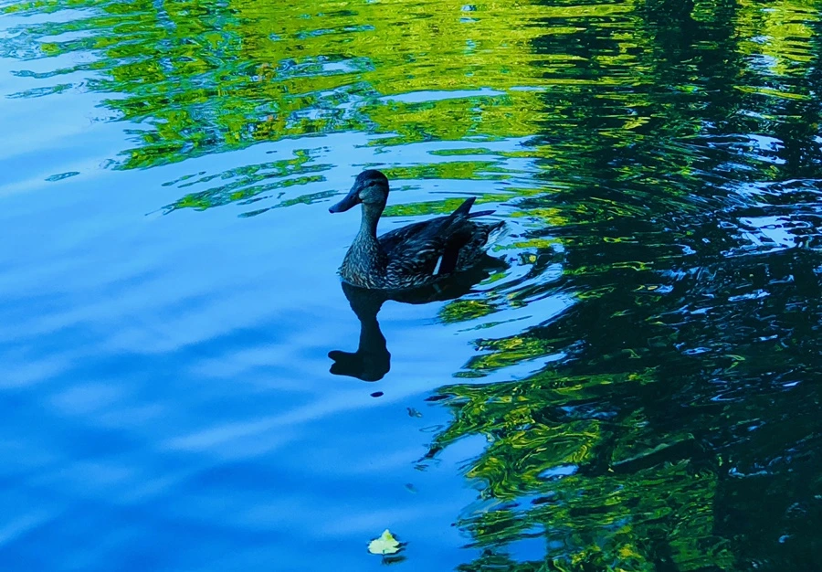 IMG_2653.jpg?type=w966