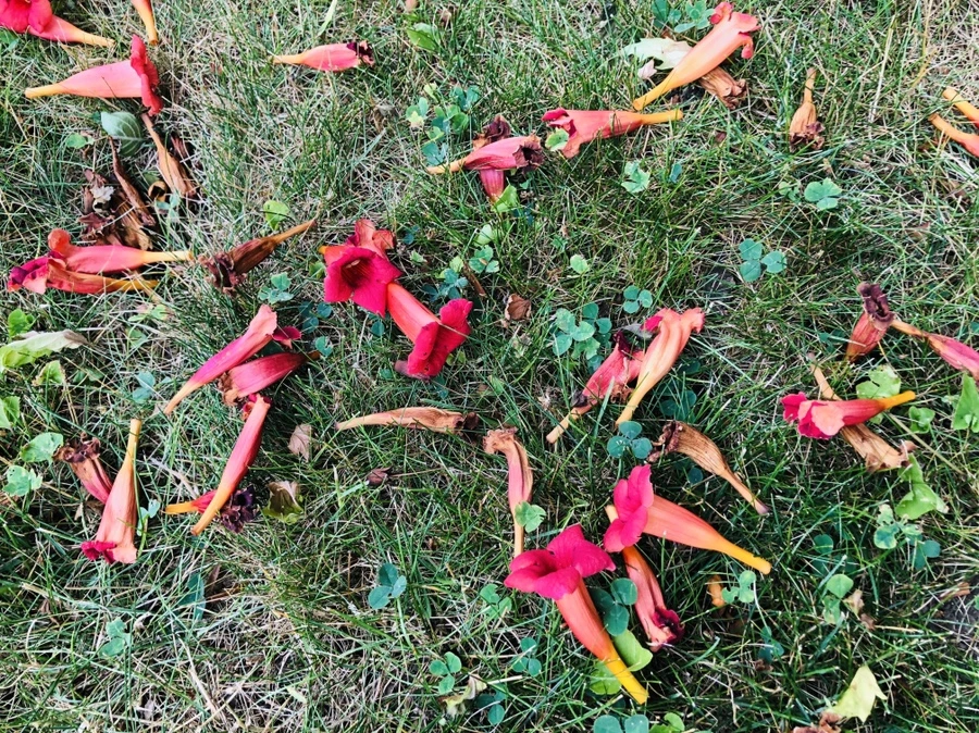 IMG_2041.jpg?type=w966