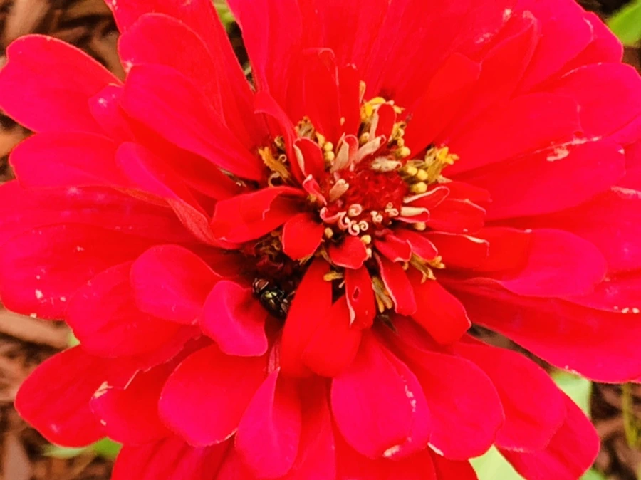 IMG_7015.jpg?type=w966