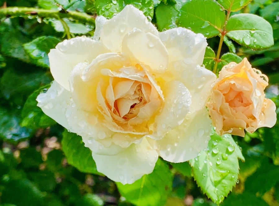 IMG_7294.jpg?type=w966