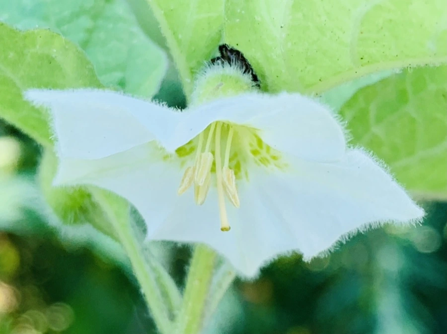 IMG_8438.jpg?type=w966