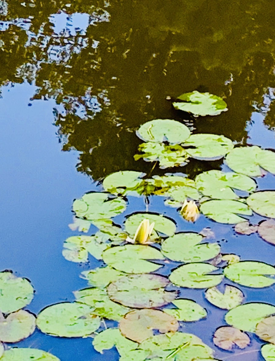 IMG_2969.jpg?type=w966