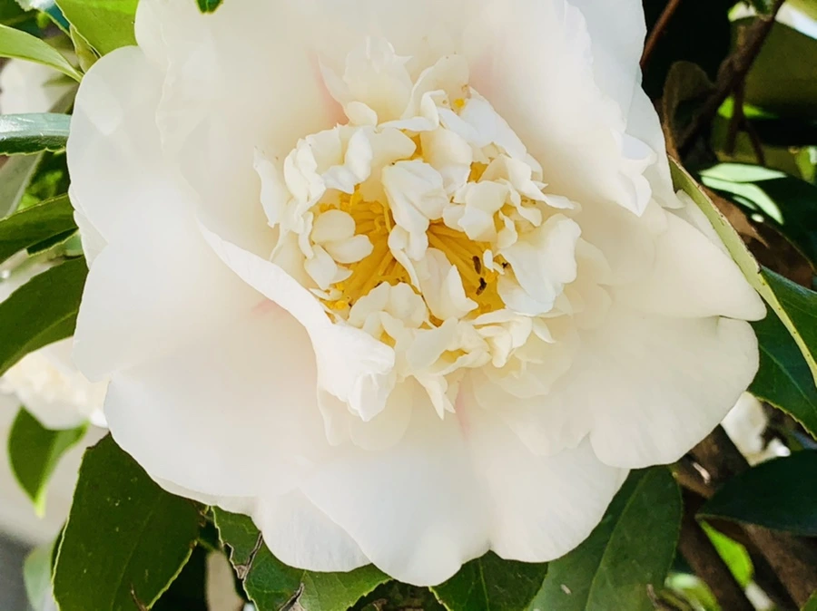 IMG_8611.jpg?type=w966