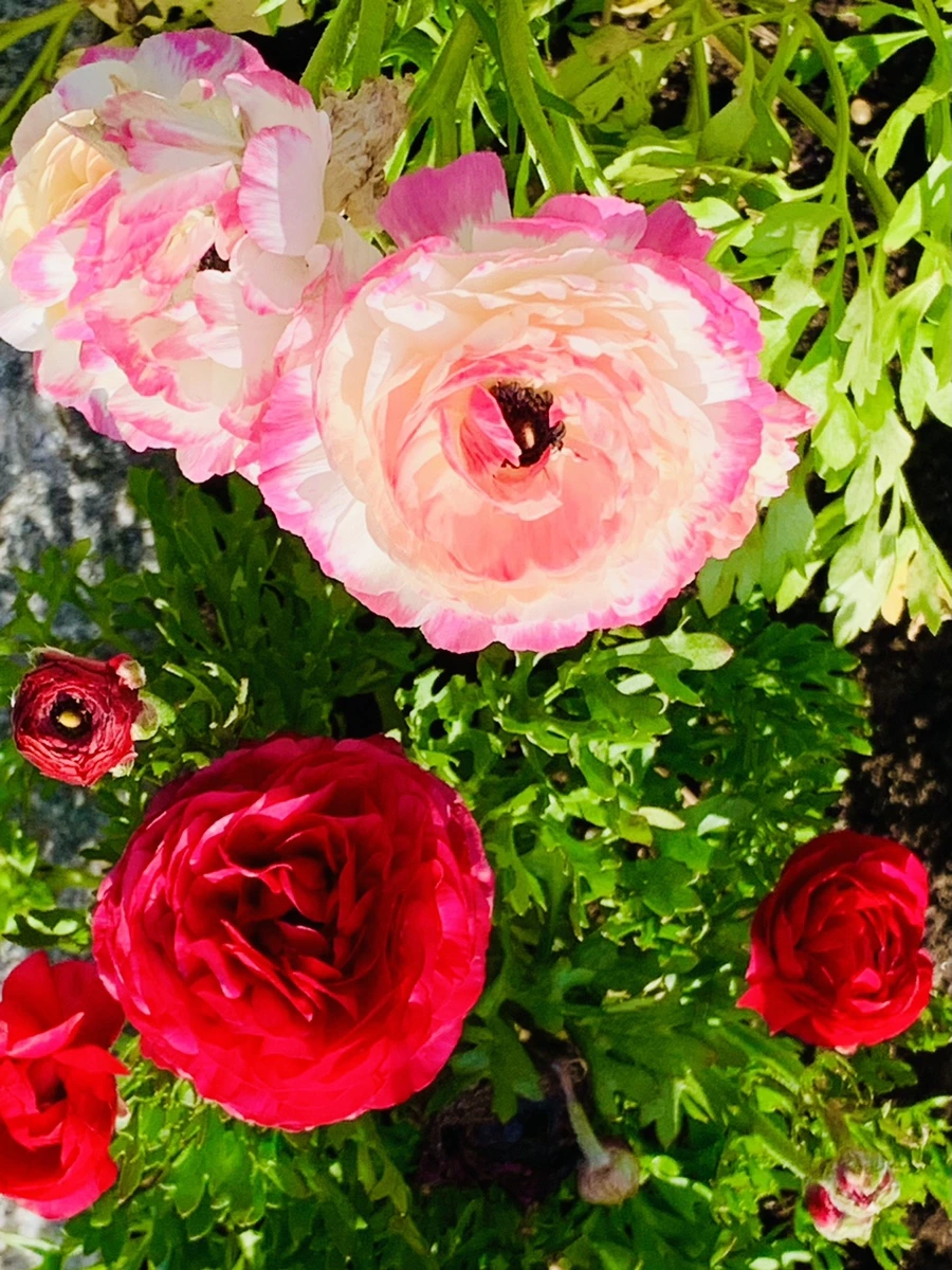 IMG_1051.jpg?type=w966