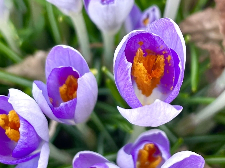 IMG_4234.jpg?type=w966