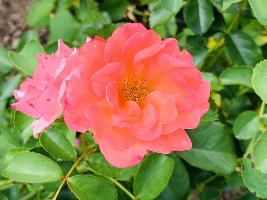 IMG_4954.jpg?type=w966