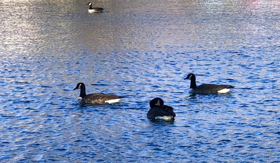 IMG_3818.jpg?type=w966