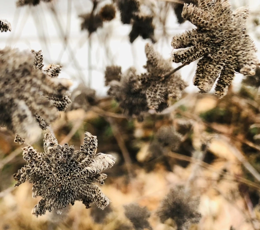 IMG_9347.jpg?type=w966