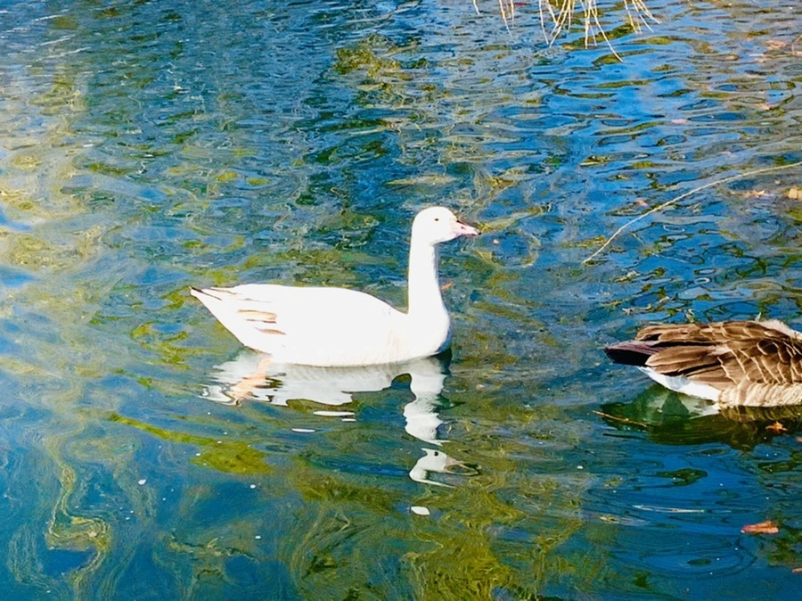 IMG_6924.jpg?type=w966