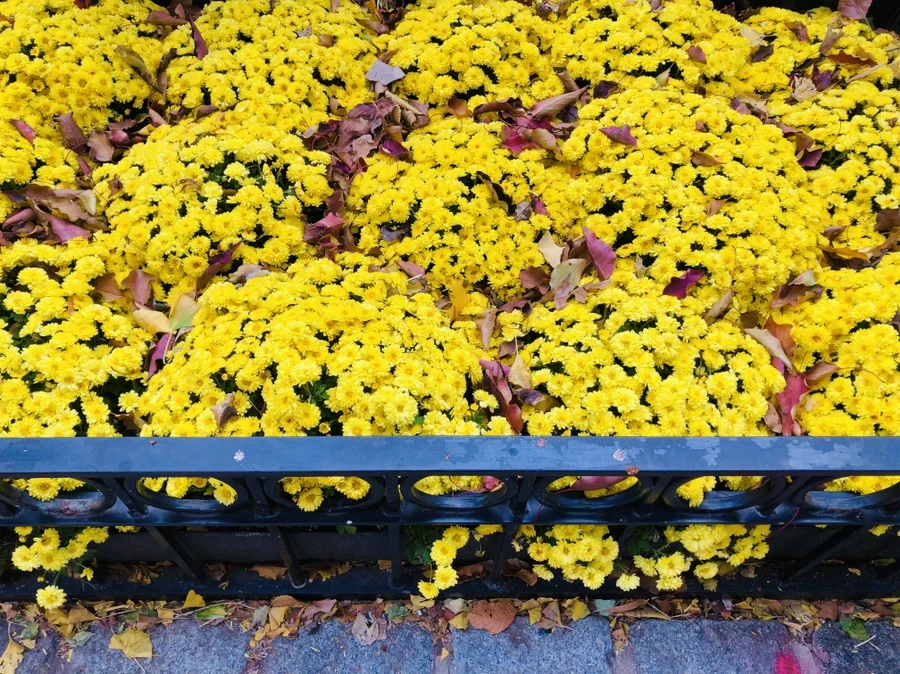 IMG_4992.jpg?type=w966