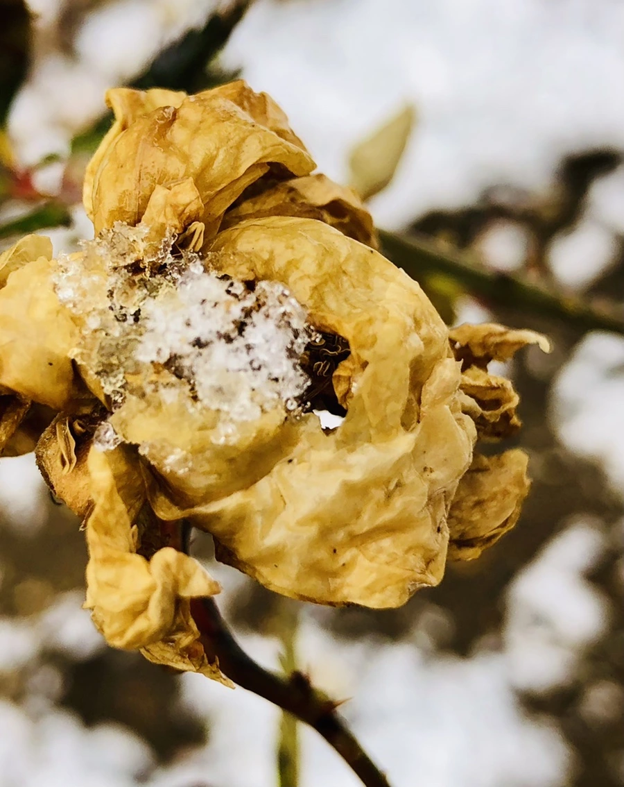 IMG_4579.jpg?type=w966