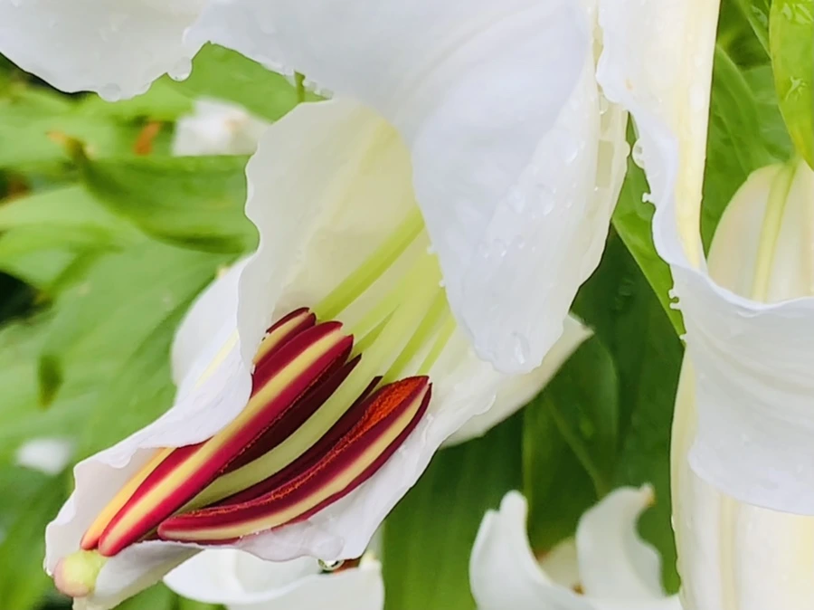 IMG_0913.jpg?type=w966