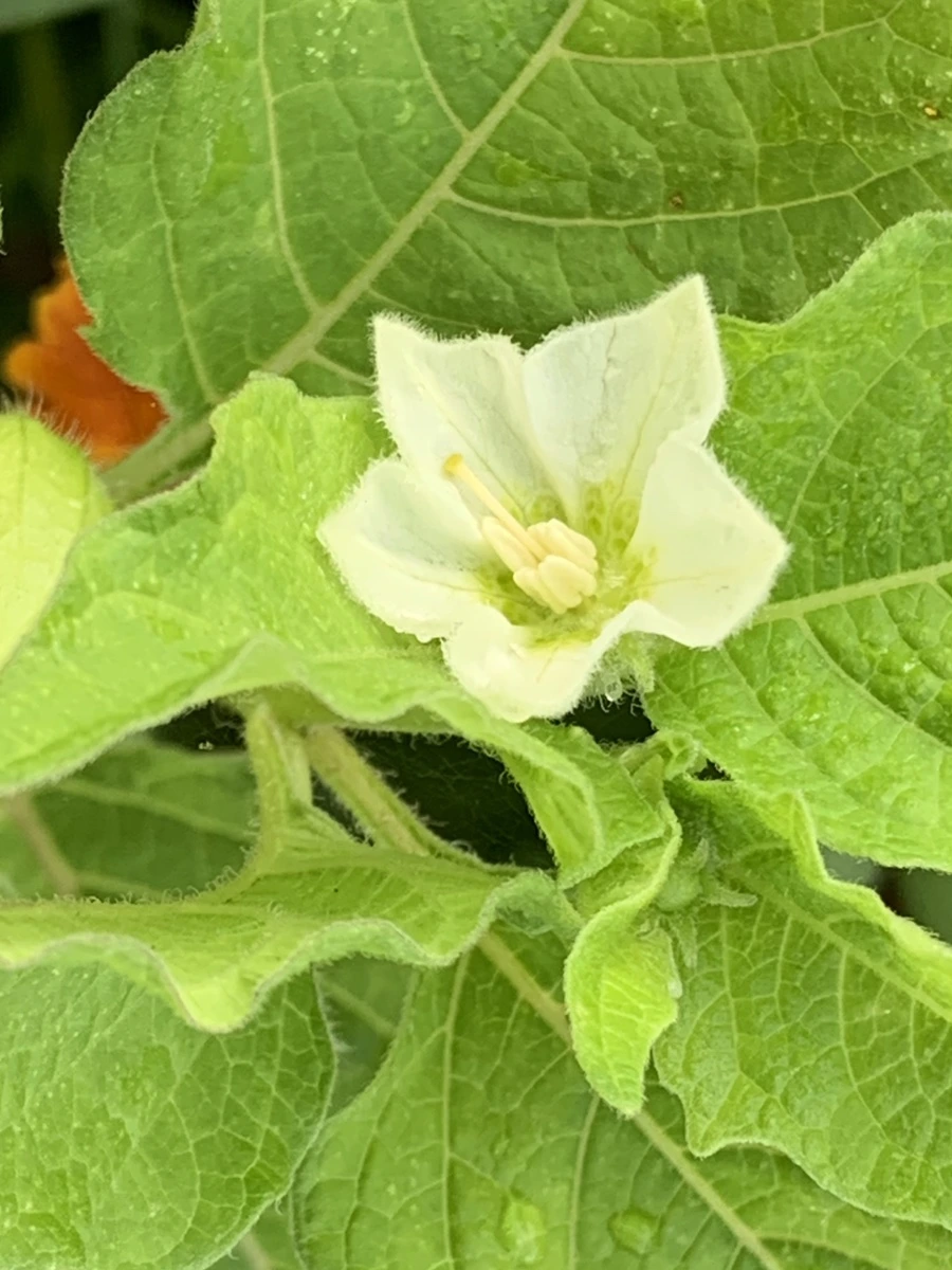 IMG_8930.jpg?type=w966