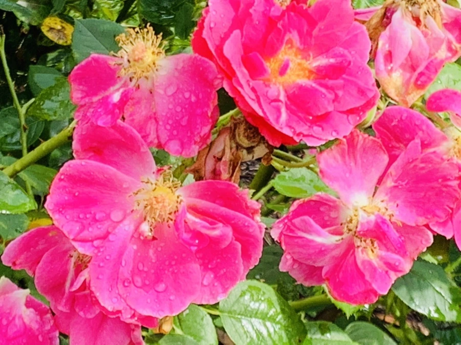 IMG_7323.jpg?type=w966