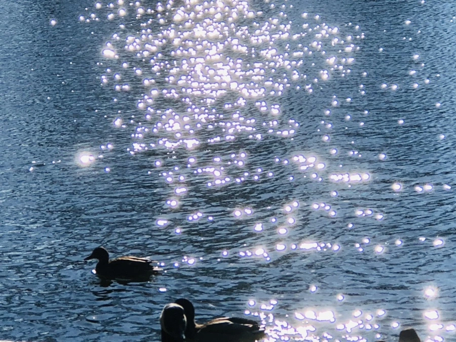 IMG_0228.jpg?type=w966