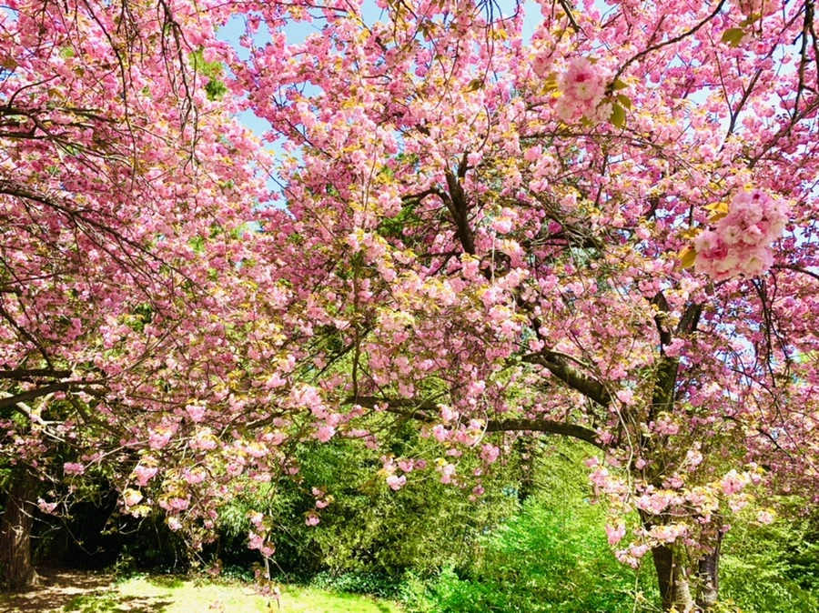 IMG_6470.jpg?type=w966