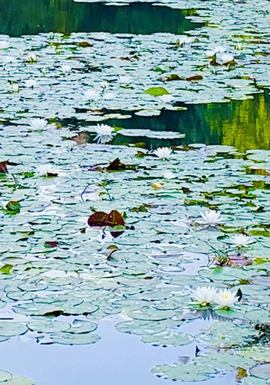 IMG_1954.jpg?type=w966