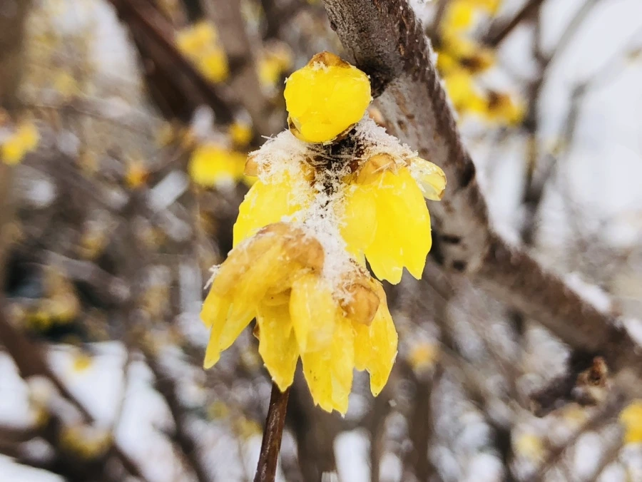 IMG_3493.jpg?type=w966