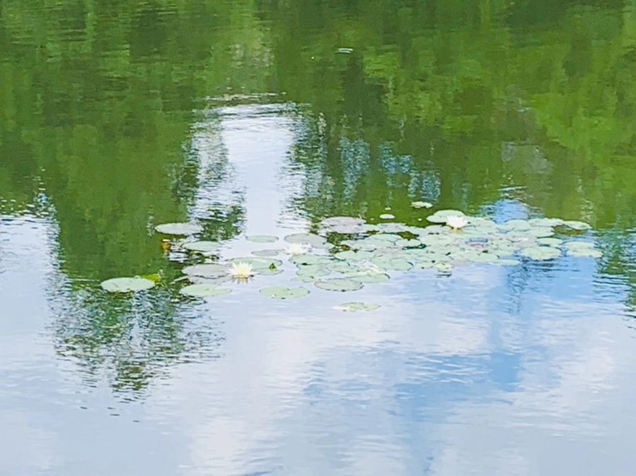 IMG_0739.jpg?type=w966