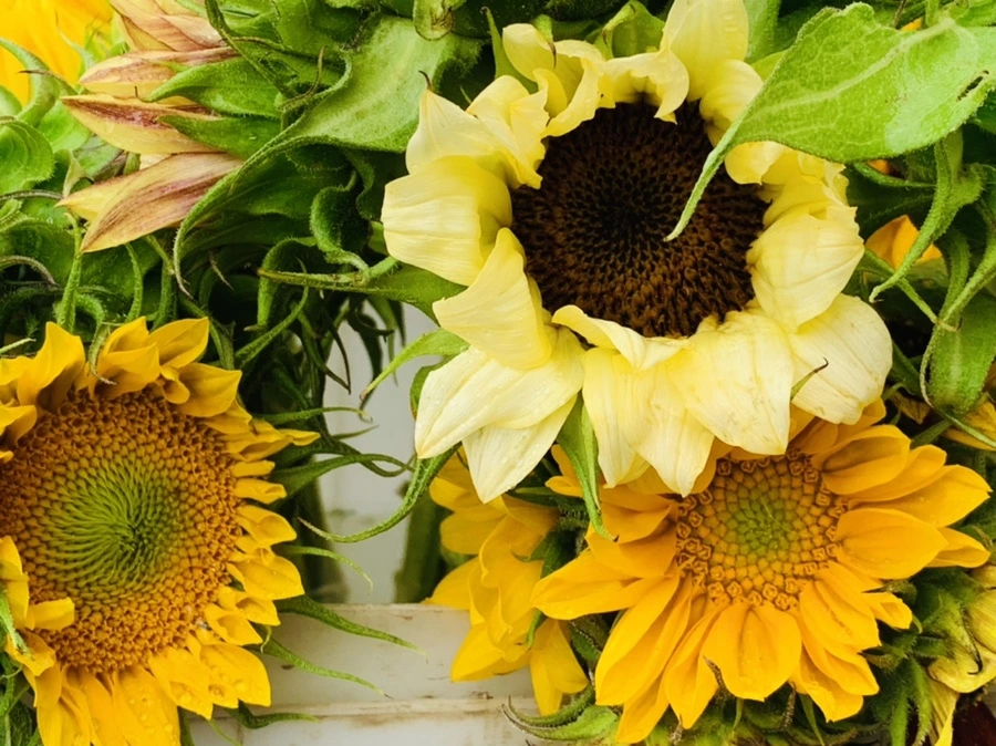 IMG_0268.jpg?type=w966