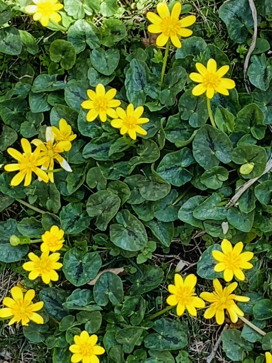 IMG_4538.jpg?type=w966