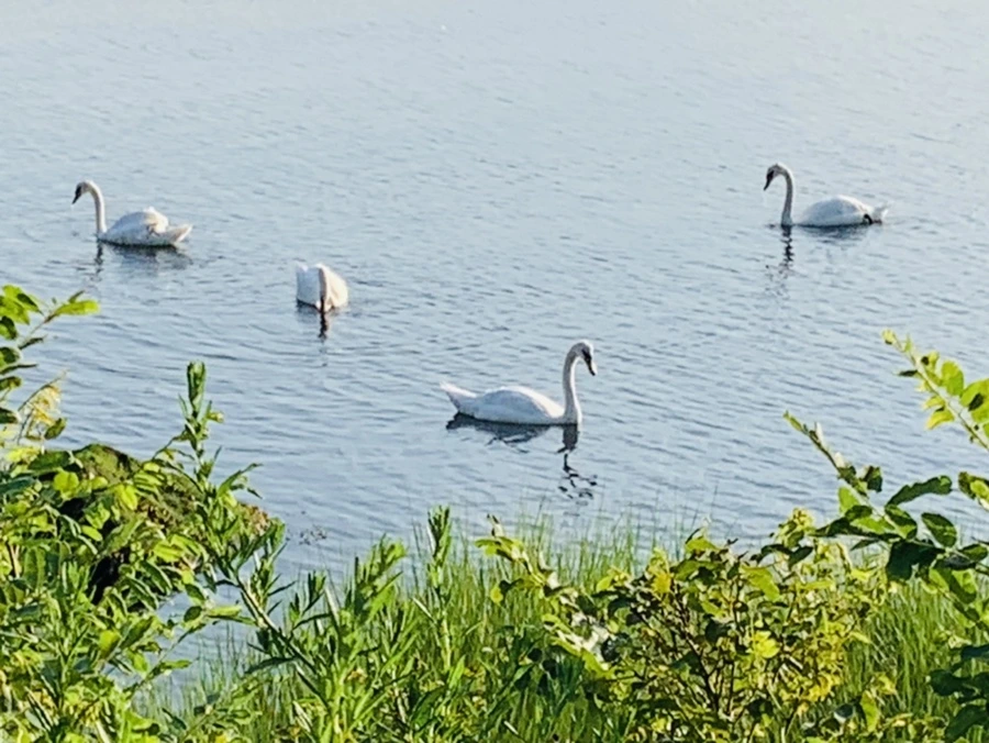 IMG_1518.jpg?type=w966